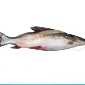 AYER FISH