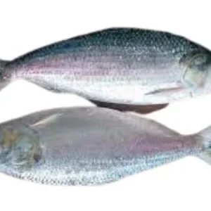 HILSHA FISH