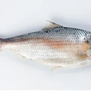 BANGLA DESHI PADMA HISHA FISH 15.99/LB
