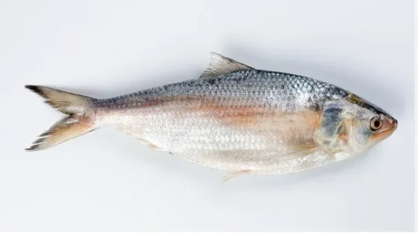 BANGLA DESHI PADMA HISHA FISH 15.99/LB