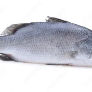 KORAL BARAMUNDI FISH 5.99/LB