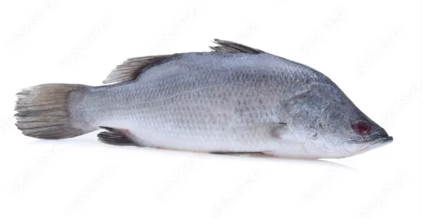 KORAL BARAMUNDI FISH 5.99/LB