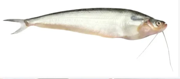 PABDA FISH BLOCK 500 GRAM 10.99/LB